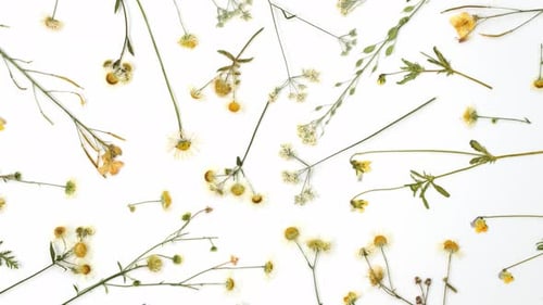 Floral abstract background with dried meadow flowers