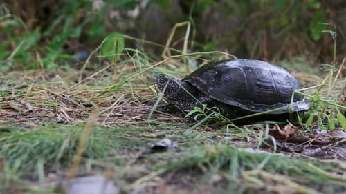 La tortue de rivière européenne gît au sol Emys Orbicularis CloseUp