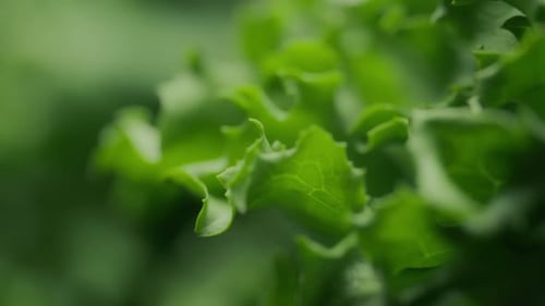 Fresh green lettuce. Nutrition and healthy diet concept. Slow motion.