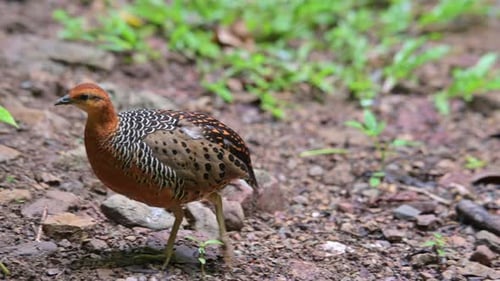 Striking Orange Bird Foraging in the Forest