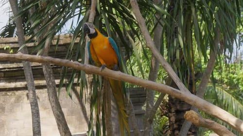 Single Ara ararauna parrot perched on a branch against a backdrop of green trees