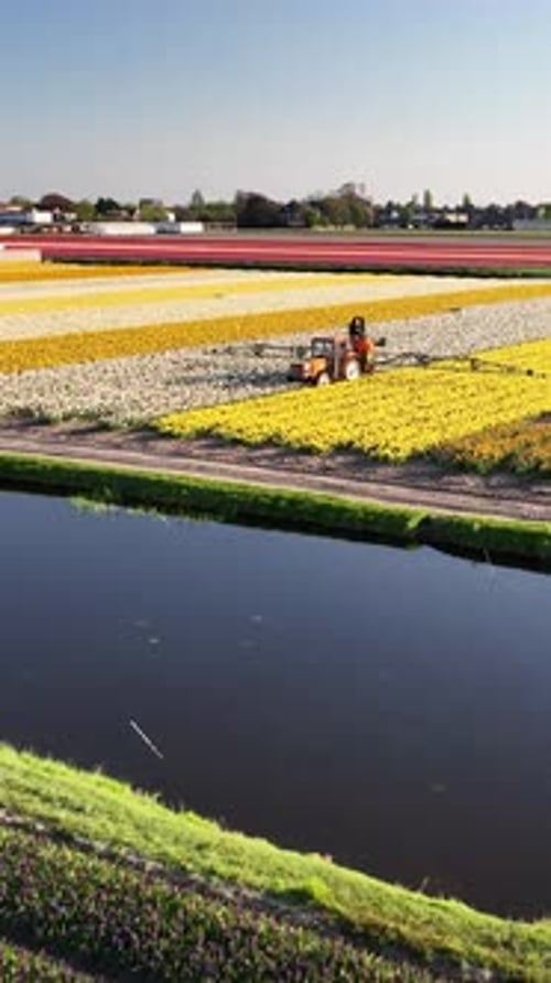 Vuele sobre hileras de narcisos y tulipanes en flor en primavera hacia un tractor equipado con un