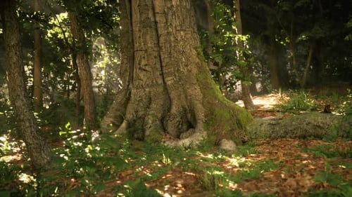 Majestic Old Tree Surrounded By Vibrant Forest Greenery in Morning Light
