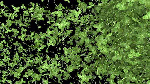 Clover Transition From Side Than Explode, Transitions Motion Graphics ...