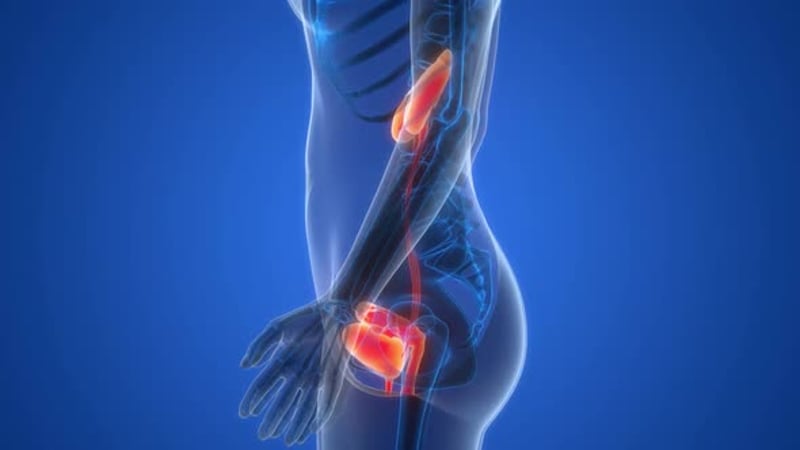 3D Animation of Bladder system of the urinary tract, Backgrounds Motion ...