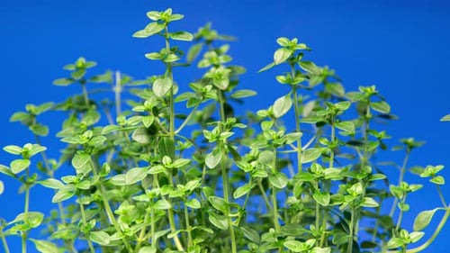 Laps de
temps en temps sur fond bleu : les feuilles de thym bougent et poussent. Branche verte de l'alimentation biologique