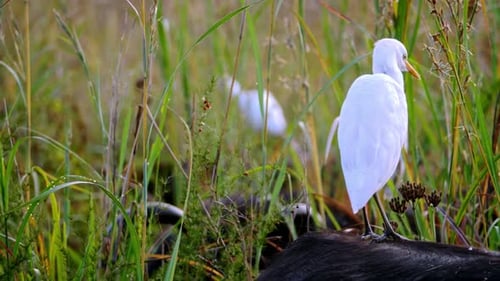 Tracking shot of an egret standing on the back of a horned buffalo for protection