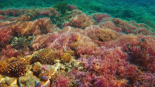 Set of Two Footages Real Speed and Slow Motion with Woman Swimming Underwater in the Tropical Sea