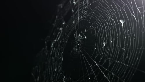Close Up Spiderweb at Night