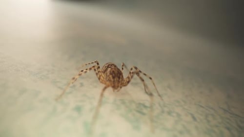 À la poursuite de l'araignée ambulante au Ralenti