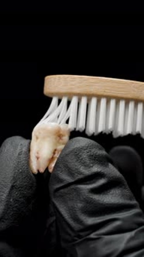 Extracted Tooth Being Cleaned by Brush in Gloved Hands