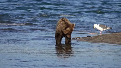Braunbär im Fluss