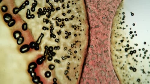 Fluid Organic Microscopic Particles Motion Background