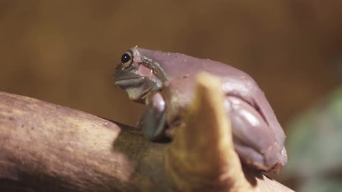 Purple frog, a toad with big eyes sits on a branch. Close-up.