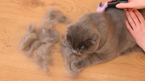 Gray Cat Getting Brushed at Home