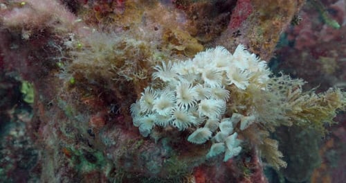 Social feather duster worm hiding as being approached on a dive in Cancun, Mexico.