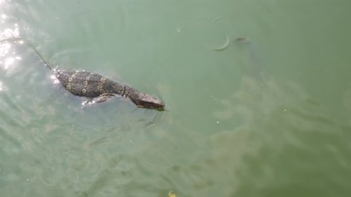 A monitor lizard swims through murky green water with its large powerful tail
