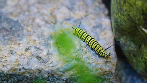 Caterpillar Monarch Butterfly