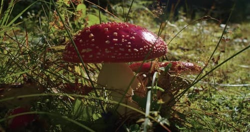 Red Amanita Muscaria Mushroom with White Spots in Natural Forest Environment Toxic Fungi and Autumn
