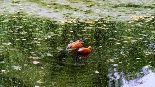Canards sauvages nageant dans le lac