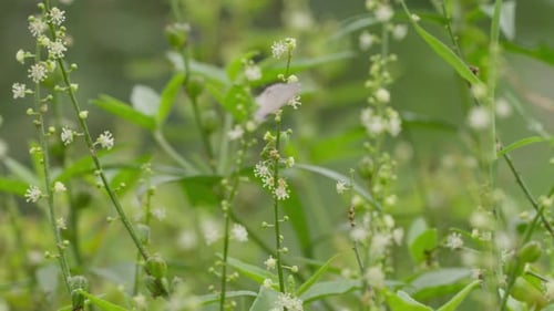 A hand held mid close up shot of a bug called stick bug moving on a white flower seed plant from Cro