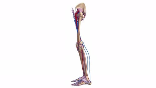 3D Human Leg Anatomy with Circulatory System Rotating