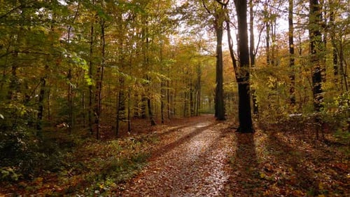 Autumn forest on a sunny day