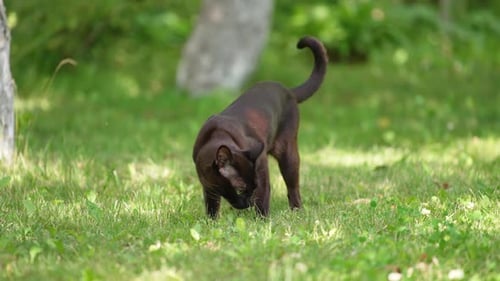 Brown Cat Sniffing in Green Grass