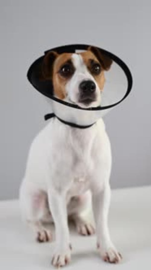 Jack Russell Terrier-Hund in einem Tierhalsband gegen Kratzen.