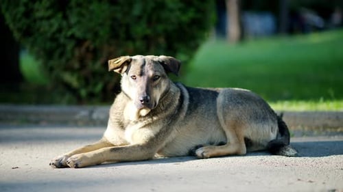 Streunender Hund, der an einem sonnigen Tag auf der Straße liegt