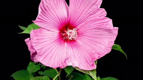 Blooming Pink Hibiscus Flower Time Lapse on Black