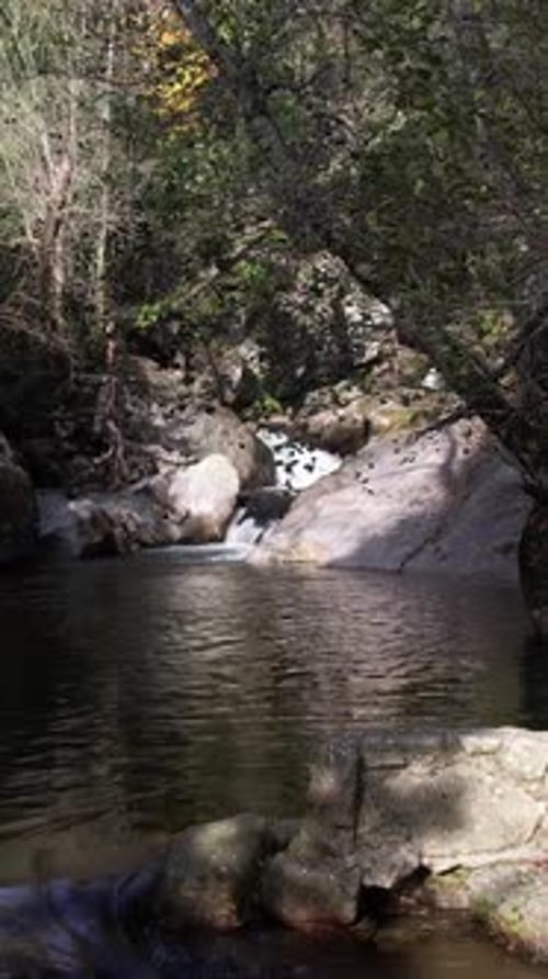 Dense Forest Scene with a Stream Mosscovered Rocks