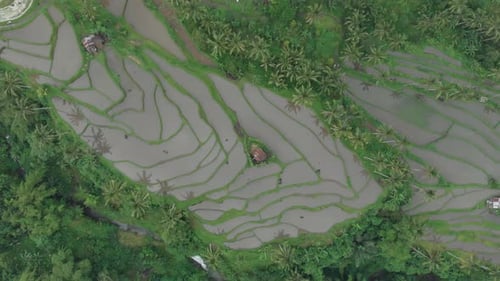 Aerial video of palm trees and rise terraces in Bali