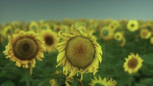 Sunset Landscape at Sunflower Field