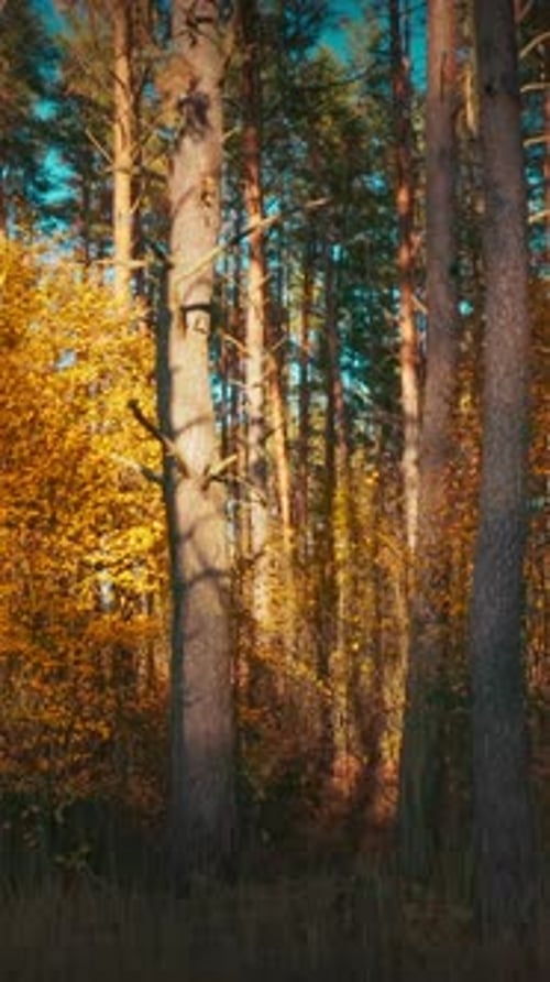 Sunny Autumn Forest Woods And