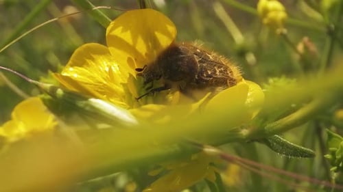 Tropinota Hirta on Buttercup Flowers