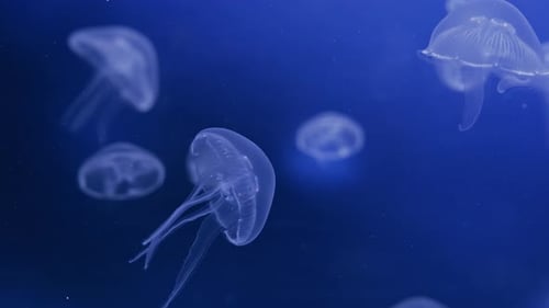 Ethereal Jellyfish Background Delicate Medusas Drift Through Aquarium Water with Rhythmic Pulsating