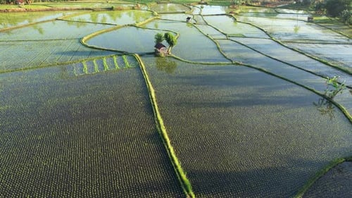 young paddy field