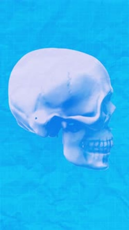 Human Skull Vertical Blueprint Spin