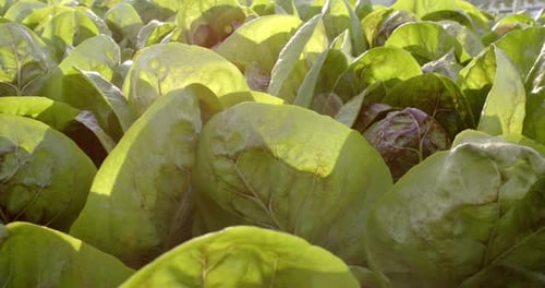 Hydroponic farm growing fresh green lettuce in greenhouse, sustainable agriculture, copy space