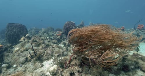 A beautiful sea plant moving with the current in the shallow waters of the Caribbean ocean.