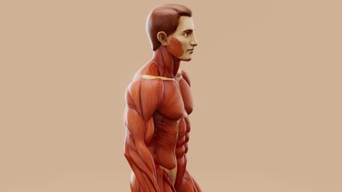 Rotating 3D Model of Human Muscular System Anatomy