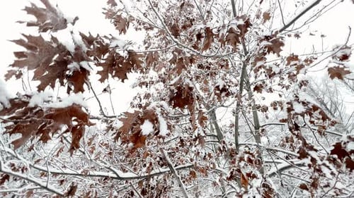 A Snowstorm in a Winter Public Park It is Snowing Heavily Snowflakes are Slowly Falling Tree
