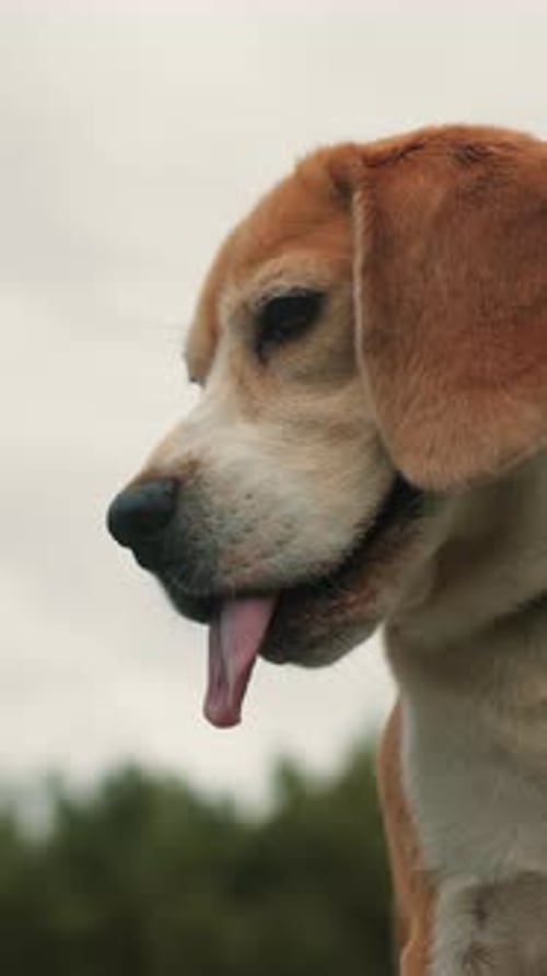 Dog Panted Outside With Tongue Sticking Out