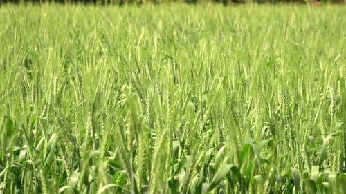 Grüner Bauernhof