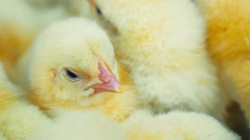 Close-Up of Adorable Baby Chicks