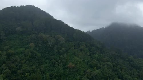 Aerial view of rainforest on the hillside in misty morning.