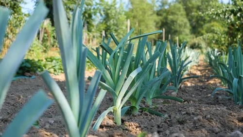 Static shot of some leeks in a vegetable garden with a sunny weather.