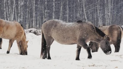 Wild Konik Horse Grazing and Playing in Snowy Belarus Field CloseUp