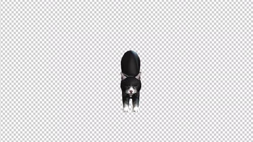 Black Cat Rananim Transparent Background